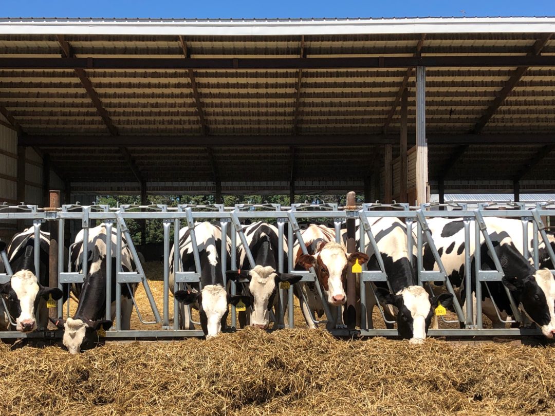 The polarity of American dairy farming | Jane Craigie