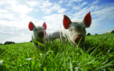 Quality Meat Scotland drives better safeguards against African Swine Fever