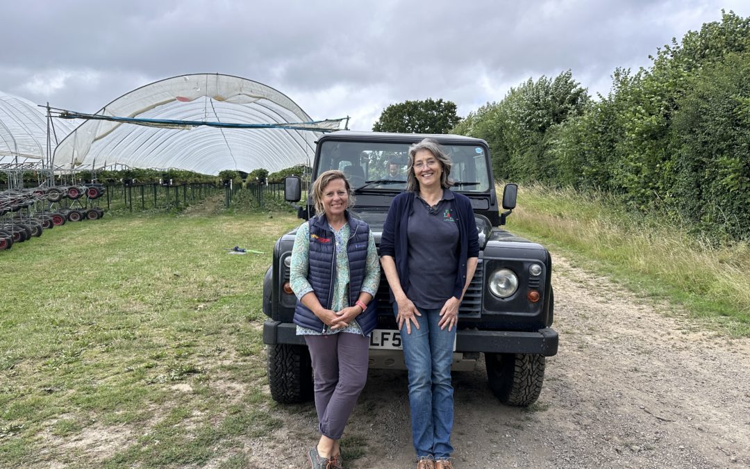 Berry technological growing in Kent