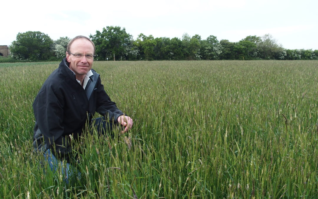 Mastering foliar disease control in sugar beet