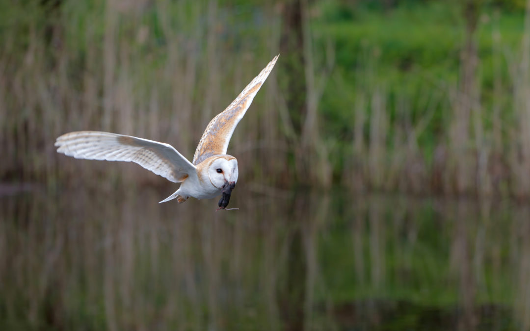 Guidance changes for gamekeepers on rodenticide use