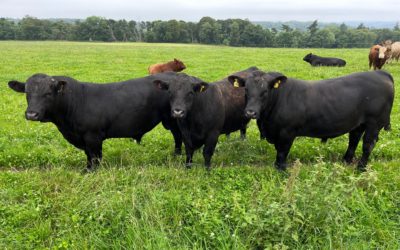 Finishing beef bulls at grass cuts costs at Deeside Monitor Farm