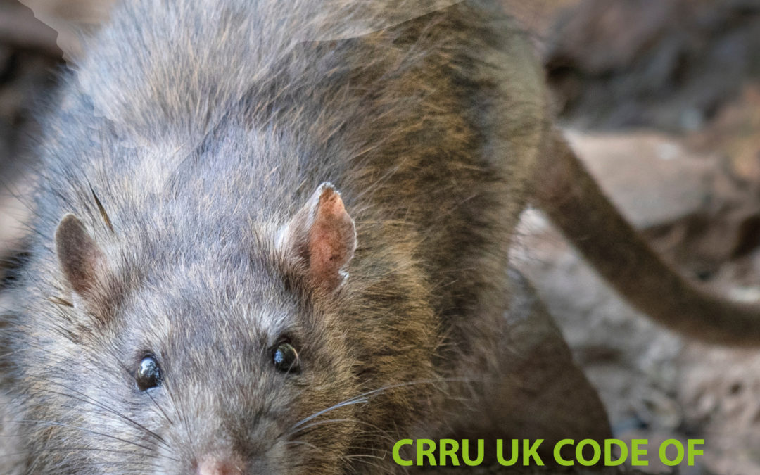 New guidance issued to professional rodenticide users