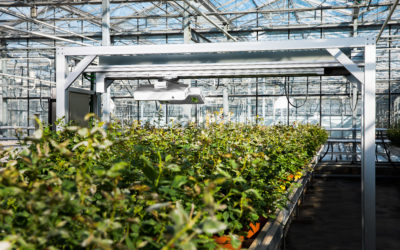 Game-changing biostimulant for UK tomato growers.