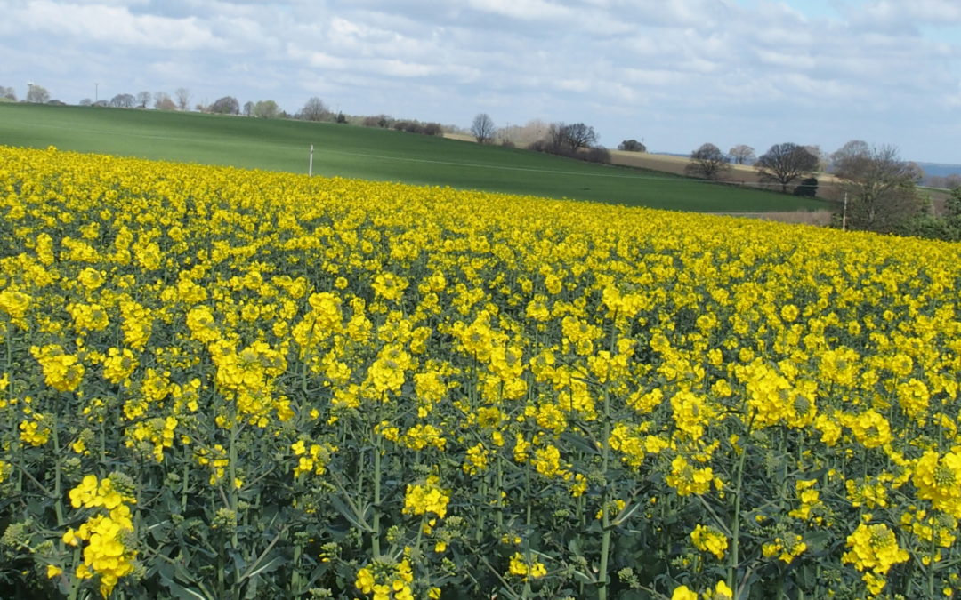 Slow and steady wins the race: Plant growth regulator re-writing OSR’s rulebook