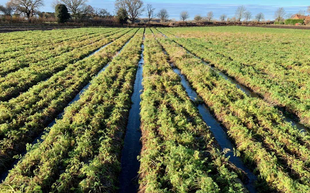 A Great Bunch: British Farmers Rally for Home-Grown Carrots this National Carrot Day