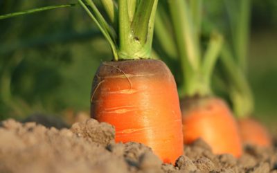 Celebrating Britain’s favourite vegetable – the carrot