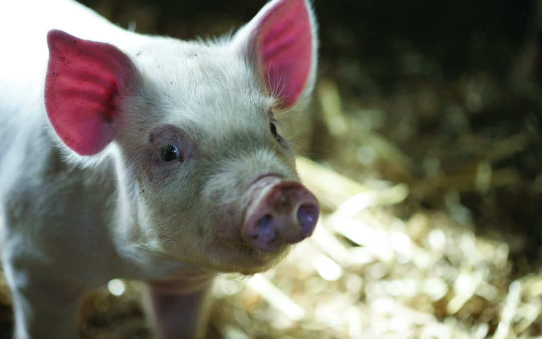 Quality Meat Scotland supporting PPC environmental permit work in Scottish pig sector