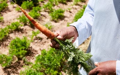 One of a bunch! You are invited to the UK’s top carrot event…