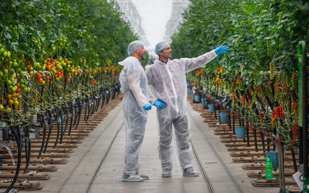 BASF Nunhems to showcase innovations at 2024 British Tomato Growers’ Conference