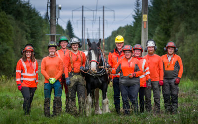 As strong as oaks: Horsepower harnessed to ensure a sustainable future for Scotland’s forests